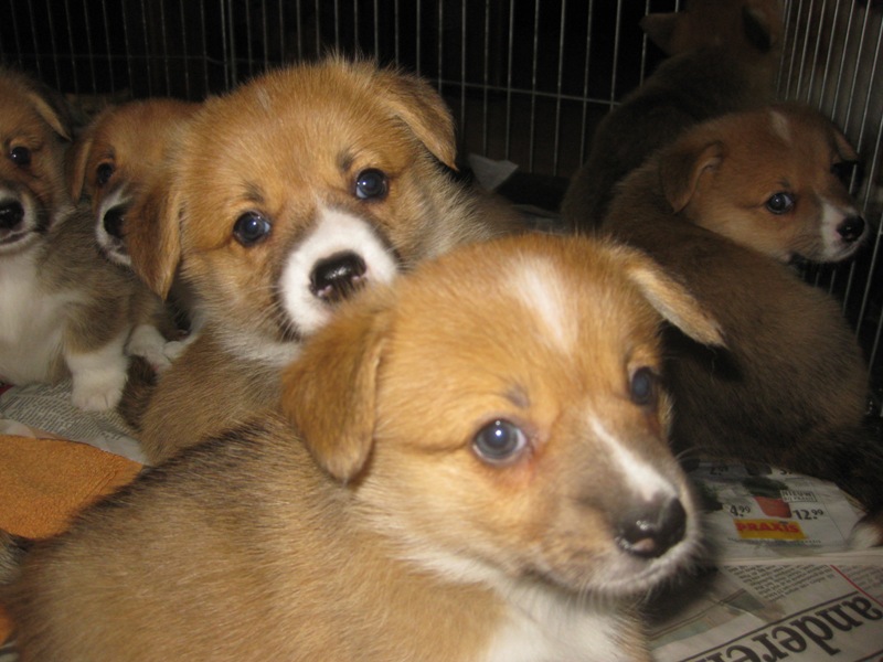 Puppies
